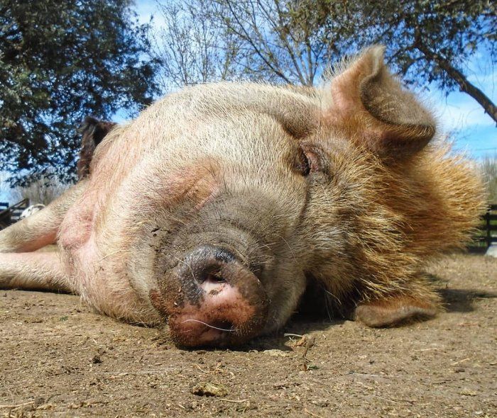 Desde el santuario piden ayuda para solventar los gastos y evitar el cierre