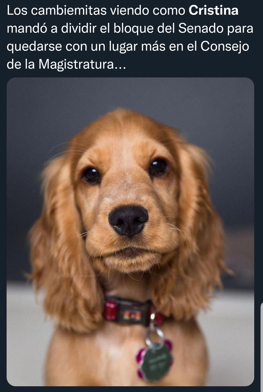 Los memes por la jugada que adjudican a Cristina Kirchner de la división del bloque del Senado Nacional para obtener un representante más al Consejo de la Magistratura 