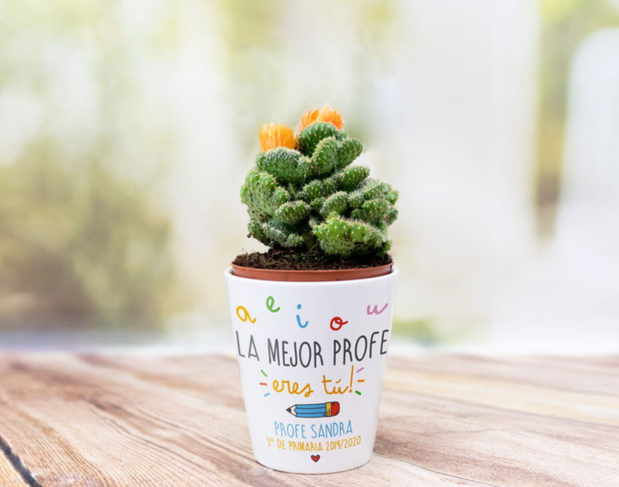 Las plantas siempre son regalos que las personas disfrutan porque dan alegría y vida a los espacios, por lo que es un muy buen obsequio para este Día del Maestro en Argentina.