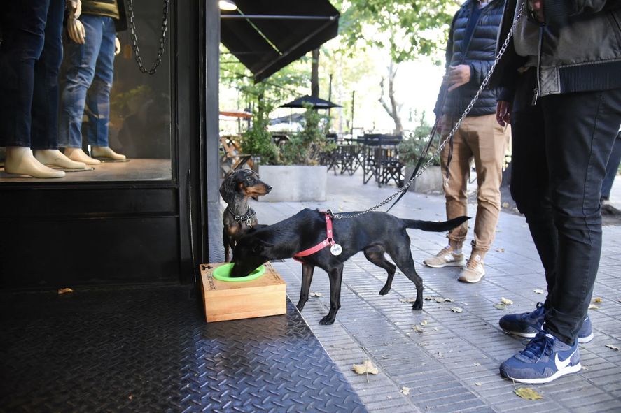 Tras la iniciativa de jóvenes de una escuela de Los Hornos, ya se encuentran los bebederos para mascotas en algunas zonas de la ciudad.
