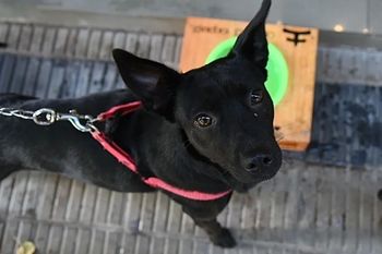 En La Plata instalaron bebederos para mascotas en paseos comerciales.