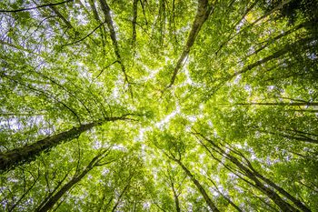 El Día Mundial del Ambiente se celebra cada 5 de junio