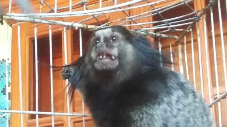 Por qué el mono tití que robaron del bioparque de La Plata seguía encerrado