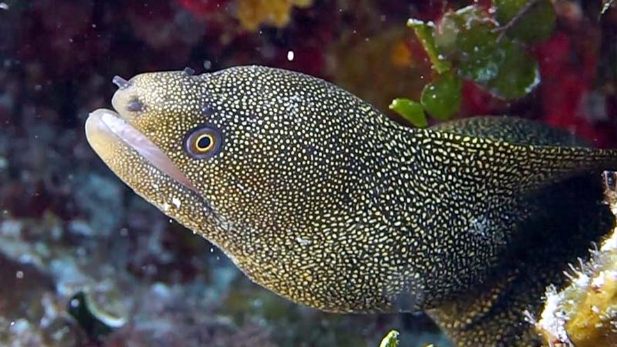 Pescadores de Mar del Plata encontraron una morena reticulada, una especie de pez poco común en la zona ya que es frecuente en aguas tropicales.
