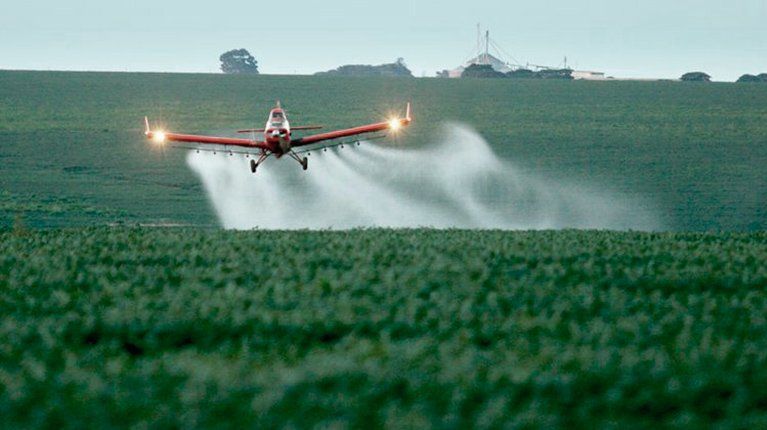 Trigo transgénico: advierten que el pan podría llegar con agroquímicos