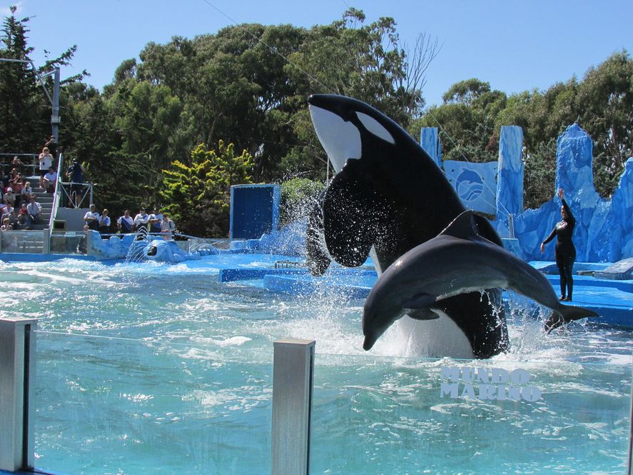 Kshamenk es una orca macho que permanece en las instalaciones de Mundo Marino desde 1992. El proyecto de ley que busca prohibir los espectáculos con animales marinos lleva su nombre.  
