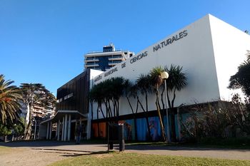 albaniles encontraron restos de gliptodontes en una plaza de mar del plata