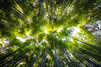Día Mundial de Protección de la Naturaleza: por qué se celebra.