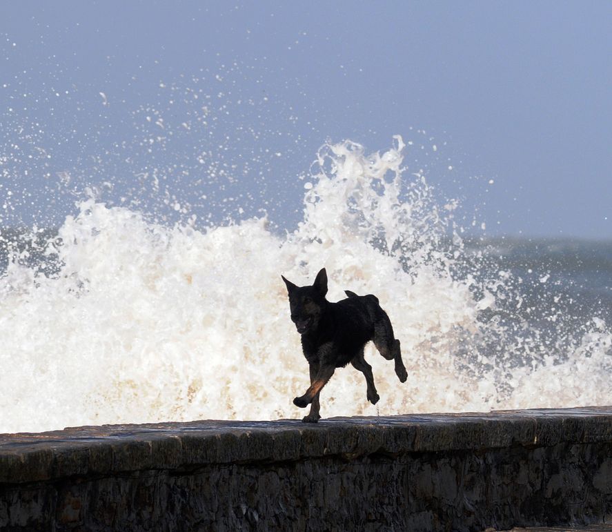 Este fin de semana se espera la llegada de olas gigantes a las costas de Mar del Plata. Este fin de semana se espera la llegada de olas gigantes a las costas de Mar del Plata.