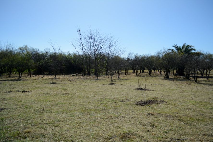 Se recuperaron más de la mitad de los ejemplares del bosque nativo del Parque Ecológico.