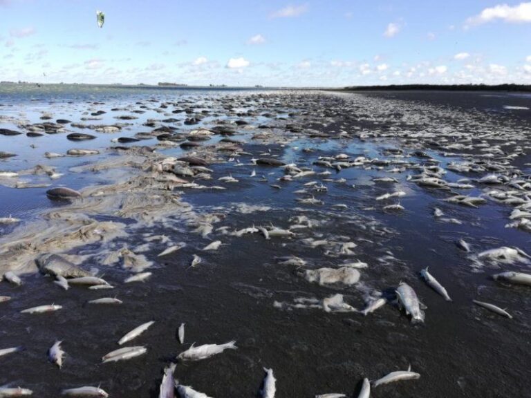 Miles de peces muertos en la Laguna de Gómez en Junín