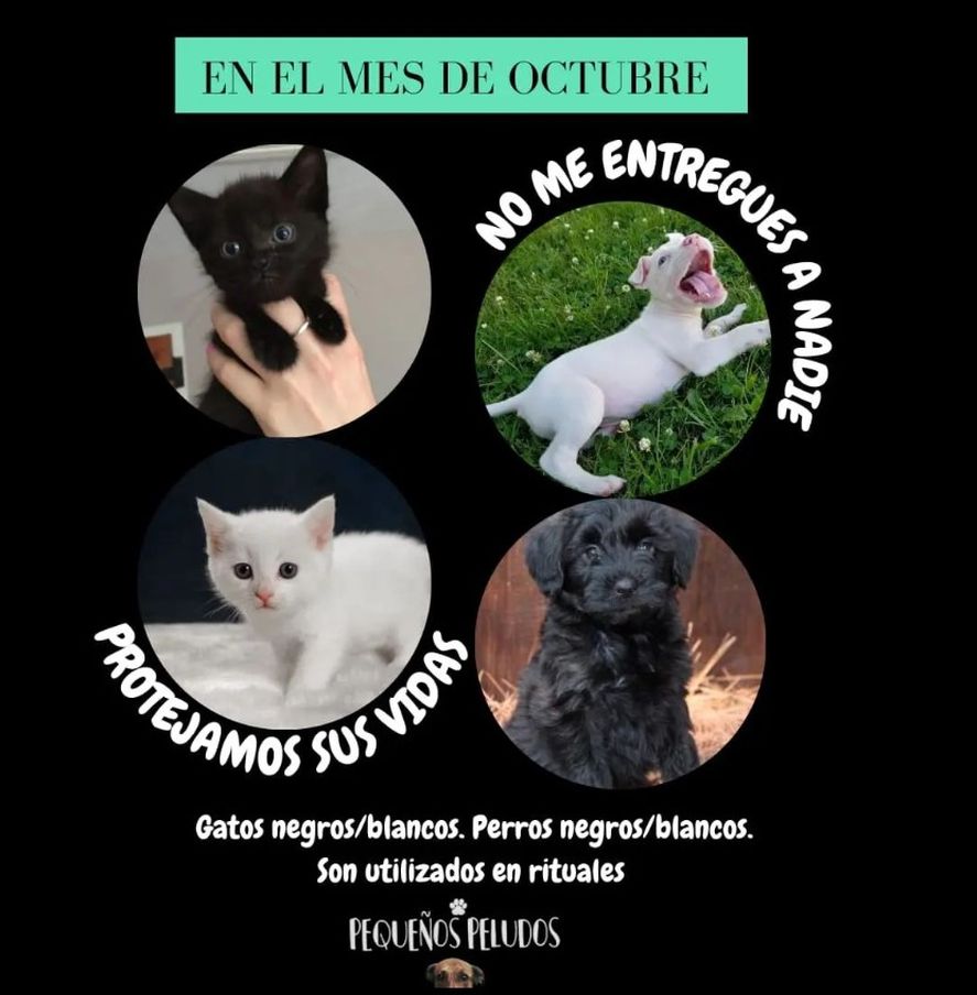 El mensaje de los rescatistas en octubre: no regalar animales blancos ni negros.