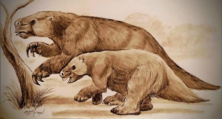 Hallaron restos fósiles de un perezoso gigante de más de 200 mil años en San Pedro. Se trata de un una cría de Lestodon.
