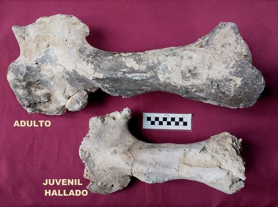 Hueso de adulto y cría de Lestodon.