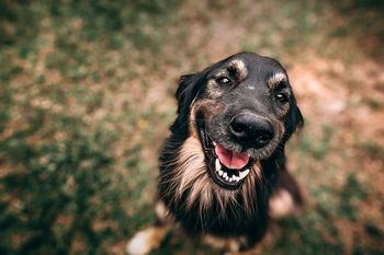 Cada 21 de julio se conmemora el Día del Perro en distintos países