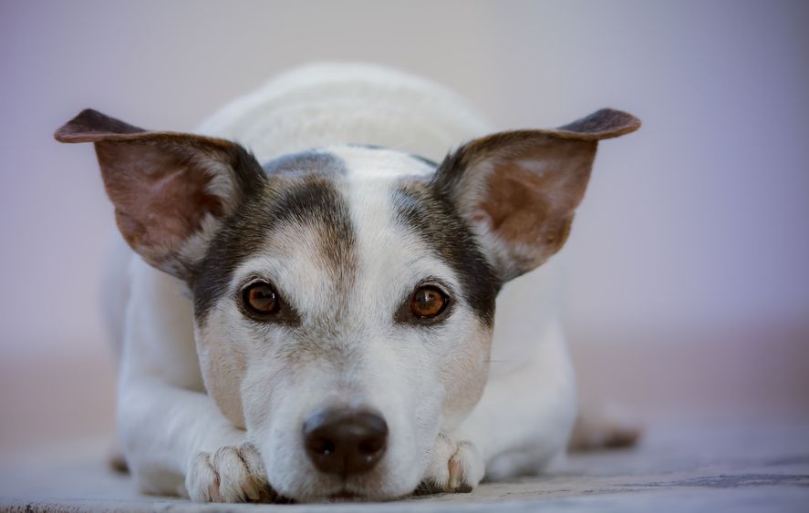 La jornada de vacunación está destinada a perros y gatos