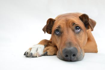 Problemas respiratorios en animales, un clásico con los cambios de temperatura. 