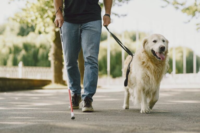 Abrirán un registro de usuarios de perros guía: ¿cómo funcionará?