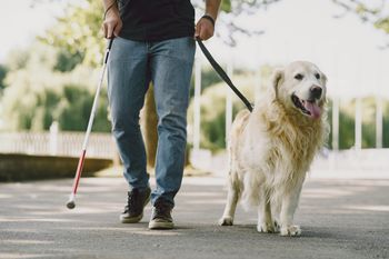 en el dia del perro guia, ¿cual es su rol en la vida de las personas con discapacidad visual?
