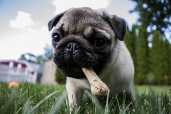 Qué huesos se recomiendan para consumo de los perros