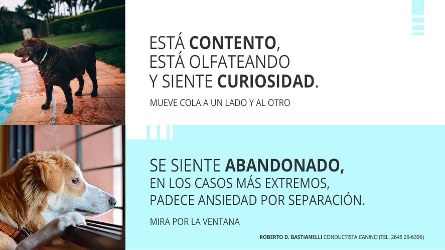 Los animales pueden sufrir ansiedad por separación