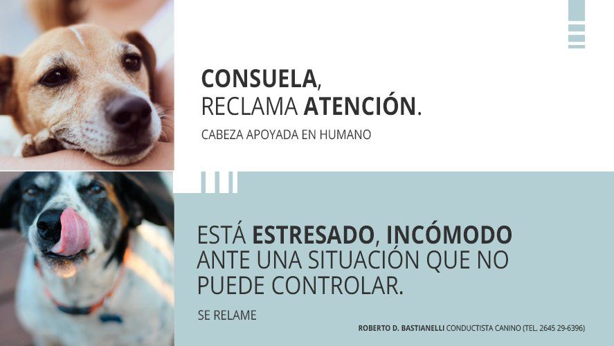 Cuando se relame, un perro está estresado o incómodo