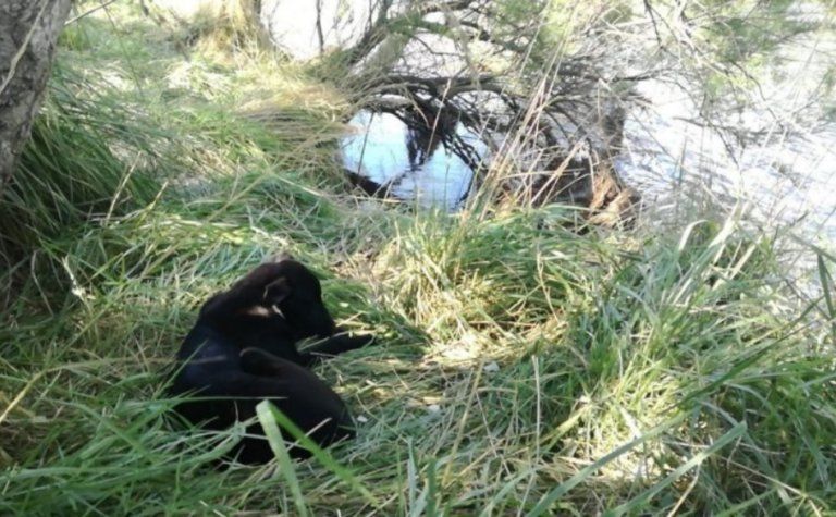 El perro de Luis Barreto se quedó esperándolo a la vera del arroyo Claromecó