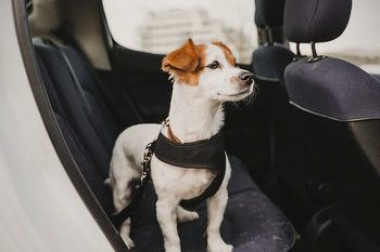 una empresa estadounidense quiere congelar mascotas para resucitarlas en el futuro: ¿vos lo harias?