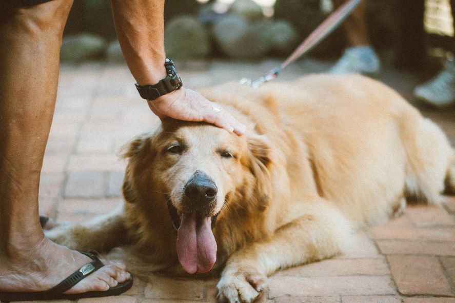 Según el veterinario de nuestras mascotas, en el momento en que las perras entran en celo, "el animal va a los dos extremos: o está nerviosa o estar tranquila, pero dolor no tienen".