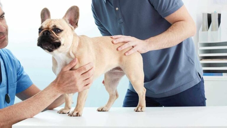 La columna del Dr. César Gatti, veterinario: gastroenteritis hemorrágica en perros y gatos, ¿cómo prevenirla y cómo tratarla?