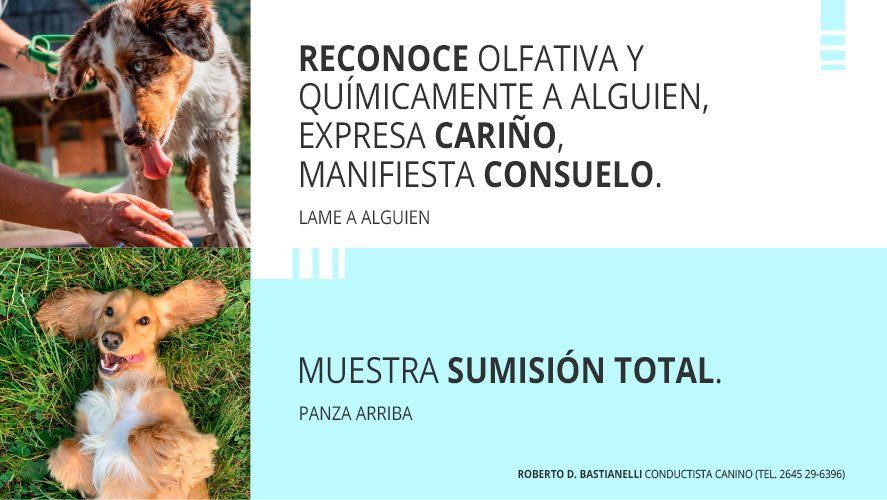 La lamida de estos animales representa cariño y consuelo