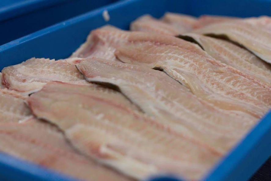 Según un estudio de la CAFACH, en Argentina el consumo de pescados y mariscos extremadamente bajo. El 32.6% de los jóvenes argentinos jamás comió pescado en su vida. 