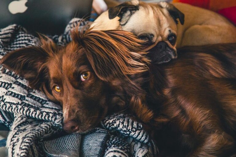 Perros: cinco enfermedades raras que pueden padecer