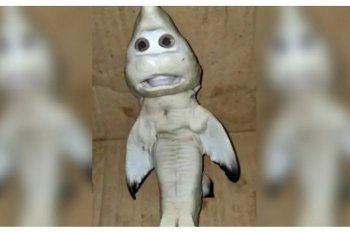¿baby shark, sos vos? pescaron un tiburon con cara de bebe