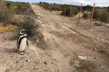 Los pingüinos murieron aplastados y electrificados (Foto: Diario Jornada)