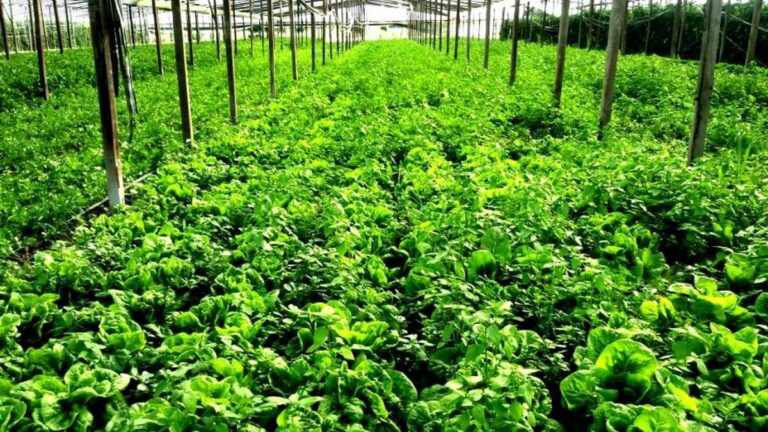 Salvador Videz, productor de verduras de Olmos: “Todo lo que plantábamos terminaba fracasando, quemándose con el sol, y eso generó perdidas”