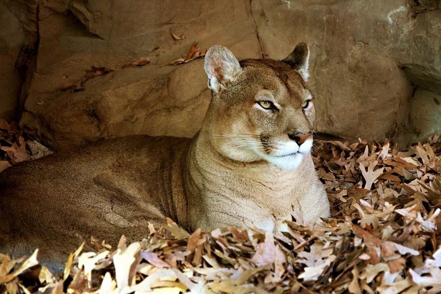 Un puma suelto revolucionó a los vecinos de Lobería. 