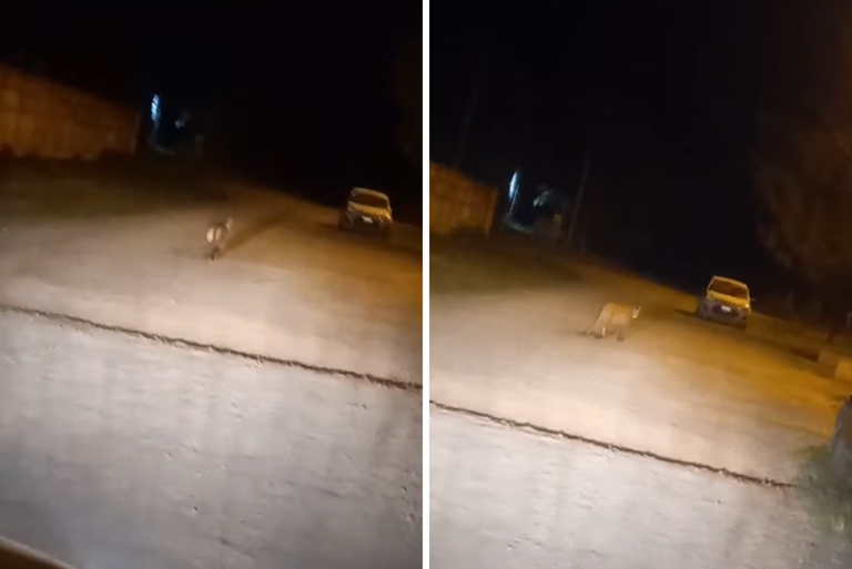 Alerta en Chivilcoy por un puma suelto: mirá el video