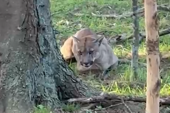 alerta en san miguel del monte por un puma suelto: mira los videos