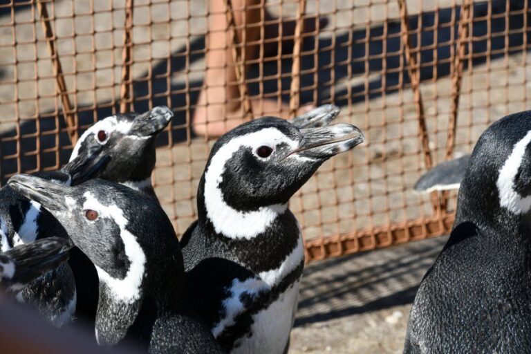 Así regresaron al mar 12 pingüinos rescatados