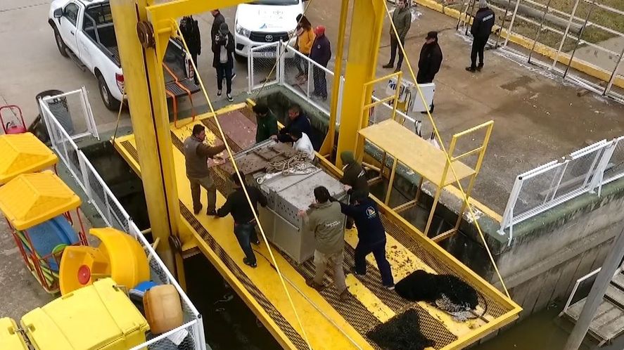 El elefante marino rescatado en San Fernando es una hembra de 200kg y estará en observación para luego liberarlo en su hábitat natural.