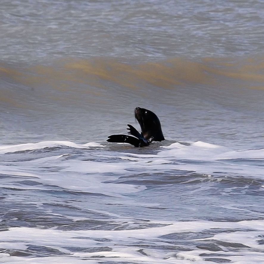 El lobo marino regresó al mar en las playas de San Clemente del Tuyú