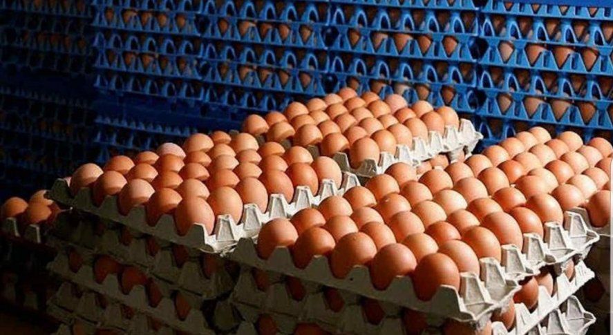 Después del plan lechero, lanzan otro para prodcutores de carne porcina y huevos