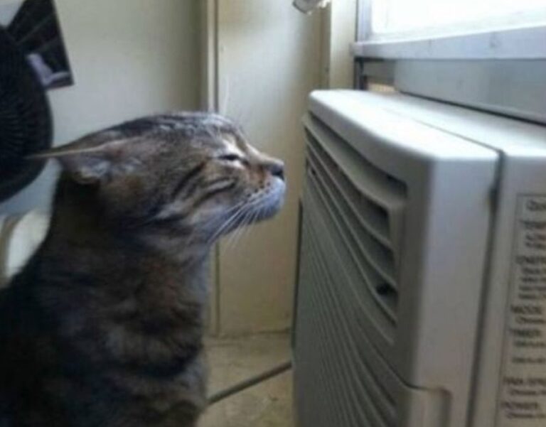 Qué hacer cuando el aire acondicionado larga olor a “pis de gato”