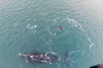 ballena y lobo marino: un encuentro sorprendente en claromeco