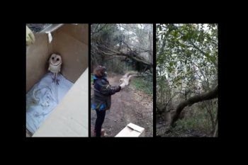 Rescataron y liberaron a una lechuza en la Laguna de los Padresvisibility