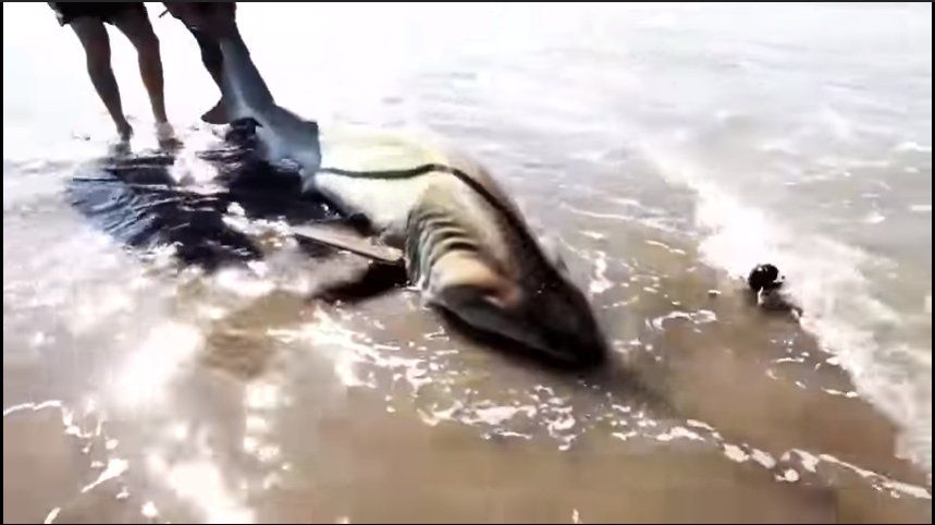 Pescaron un tiburón de 2 metros en Arenas Verdes