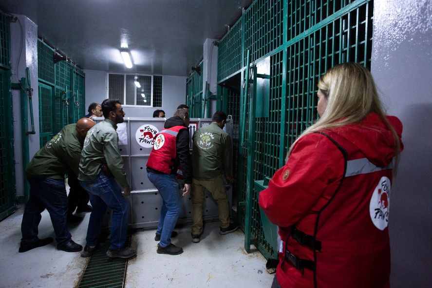 Tras recibir los cuidados correspondientes, los tigres de bengala rescatados en Balcarce ya se encuentran en Jordania donde lograrán su liberación.