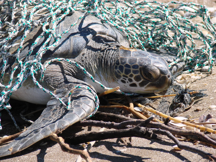 Según el Censo Provincial de Basura Costera Marina en la provincia de Buenos Aires, los plásticos siguen siendo los contaminantes más abundantes de la costa.