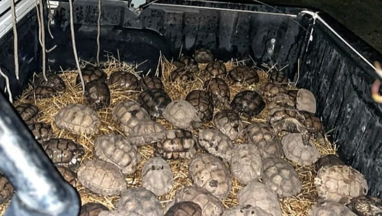 Tres Arroyos: rescatan a 80 tortugas secuestradas y las trasladan a una ONG de Tandil